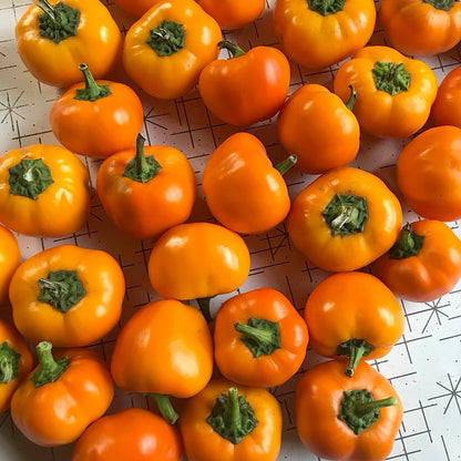 Jumble of sweet orange peppers on a table.