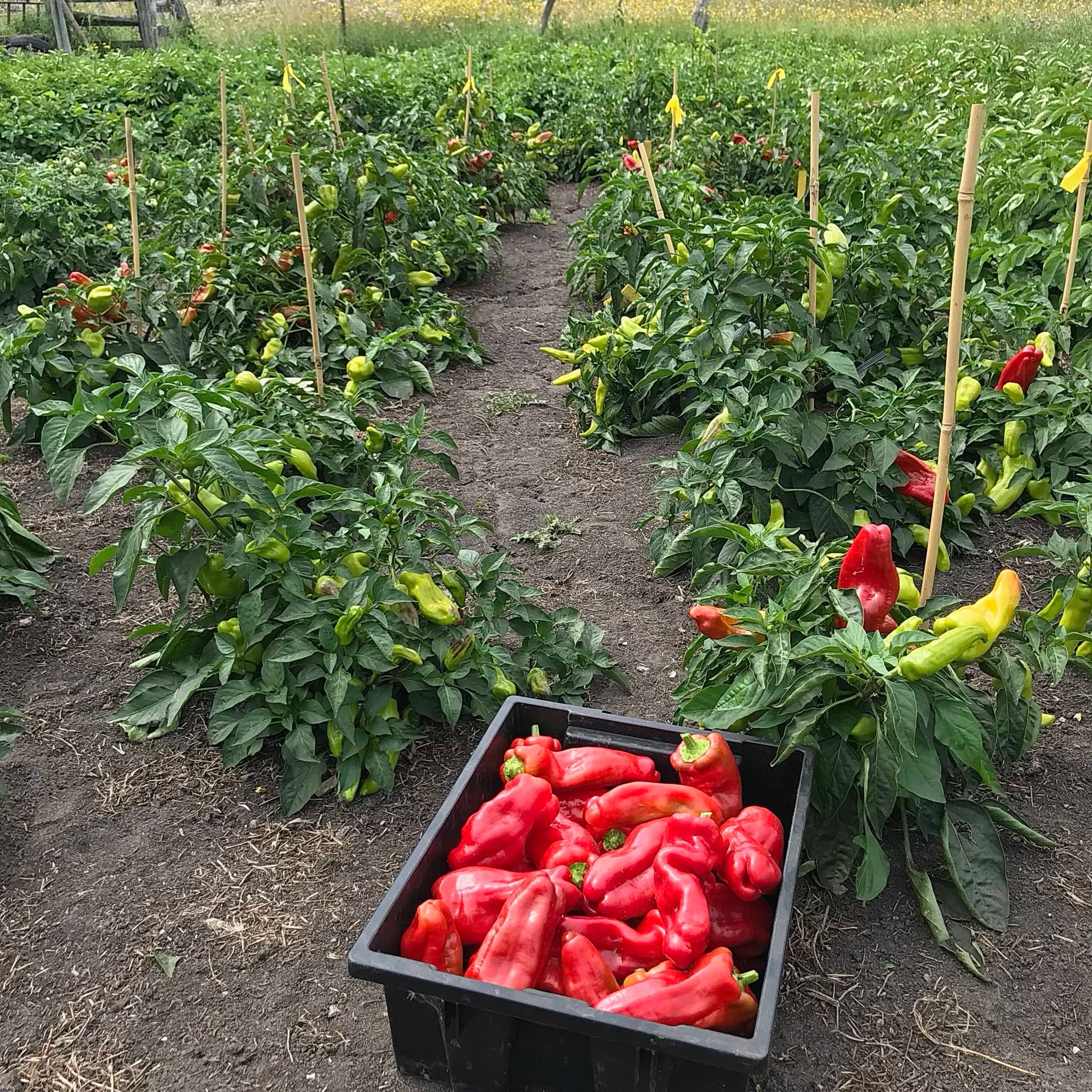 Large box of red peppers in front of plants heavily loaded with peppers.