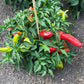 Pepper plant heavily laden with red and lime-green fruits.