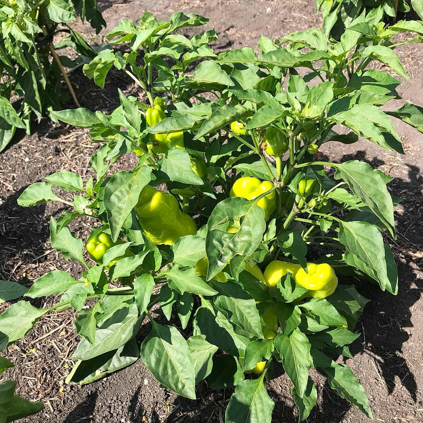 Pepper plant with unripe lime-green peppers.