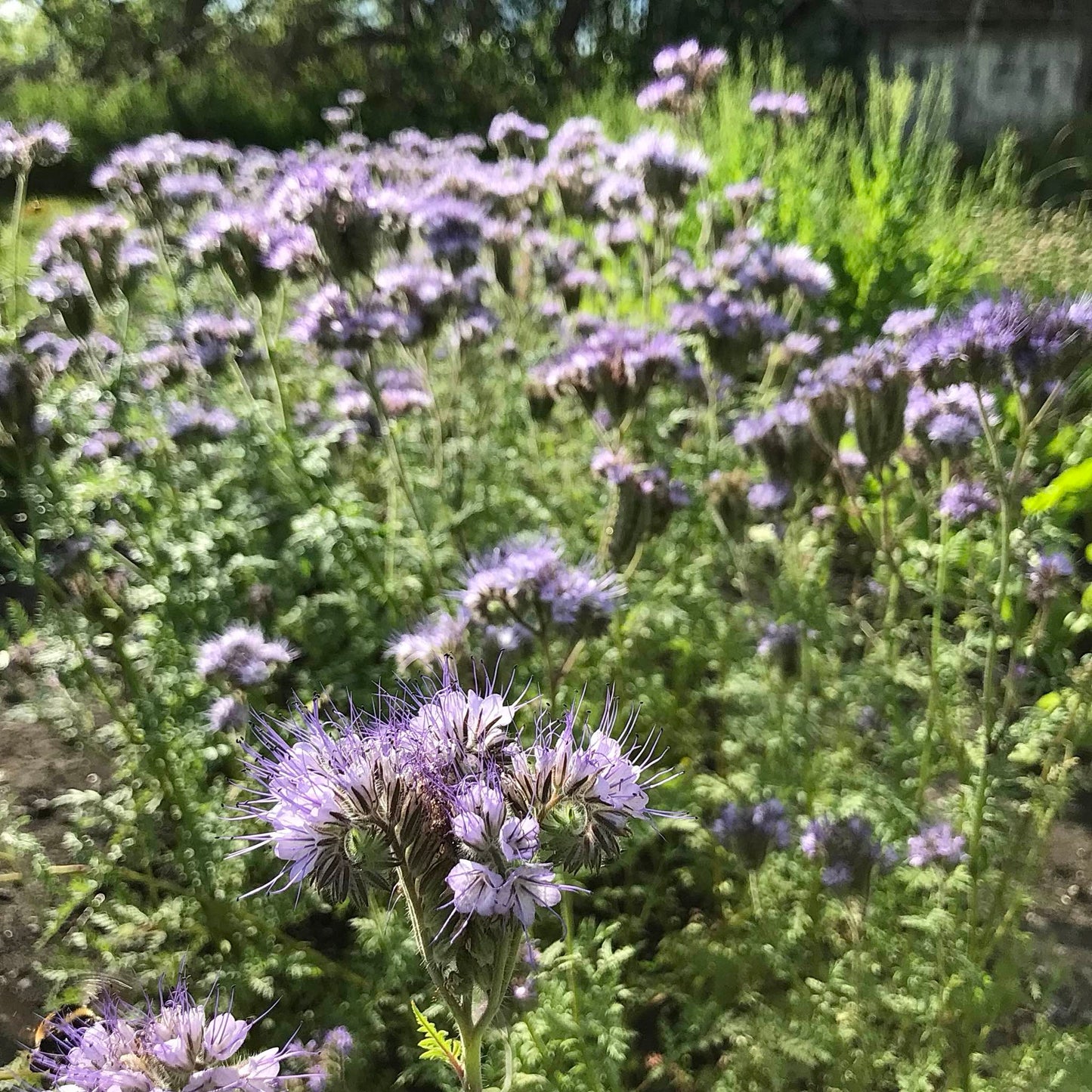 Phacelia - Best Find