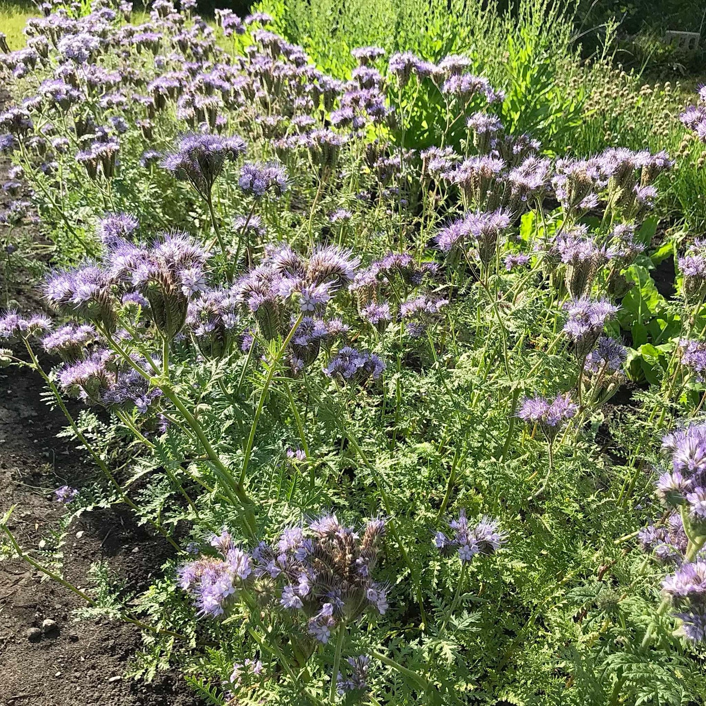 Phacelia - Best Find