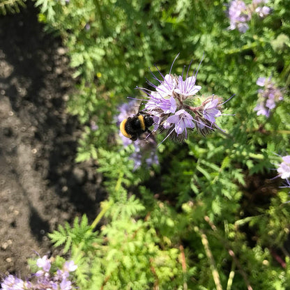 Phacelia - Best Find