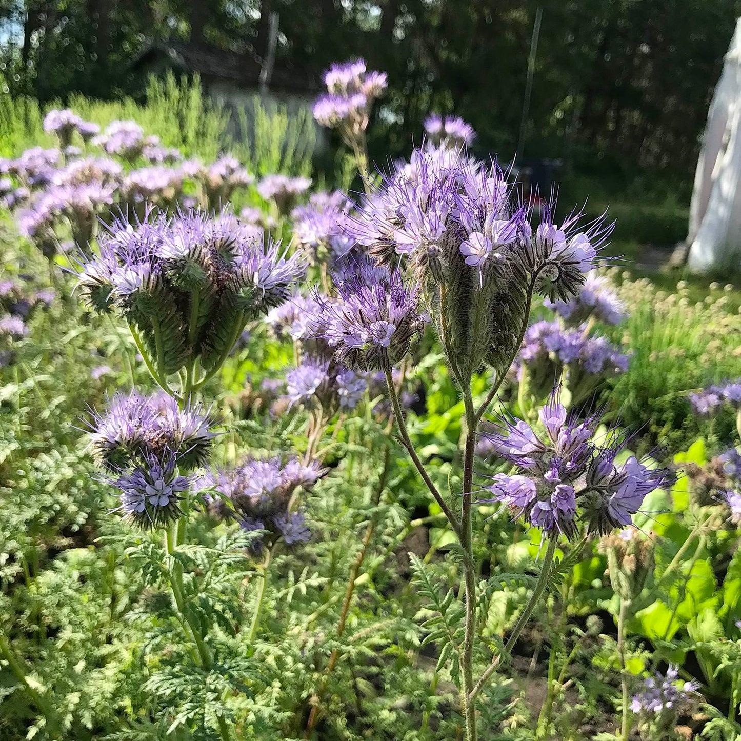 Phacelia - Best Find