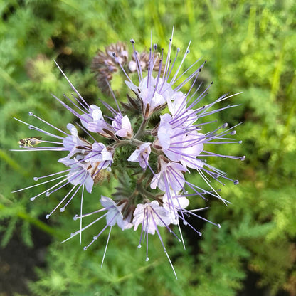 Phacelia - Best Find