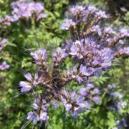 Phacelia - Best Find