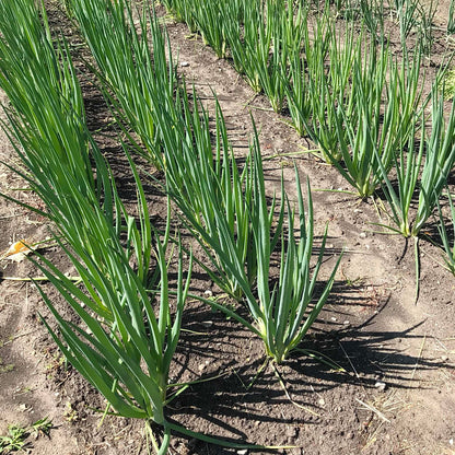 Two tidy beds of scallion plants.