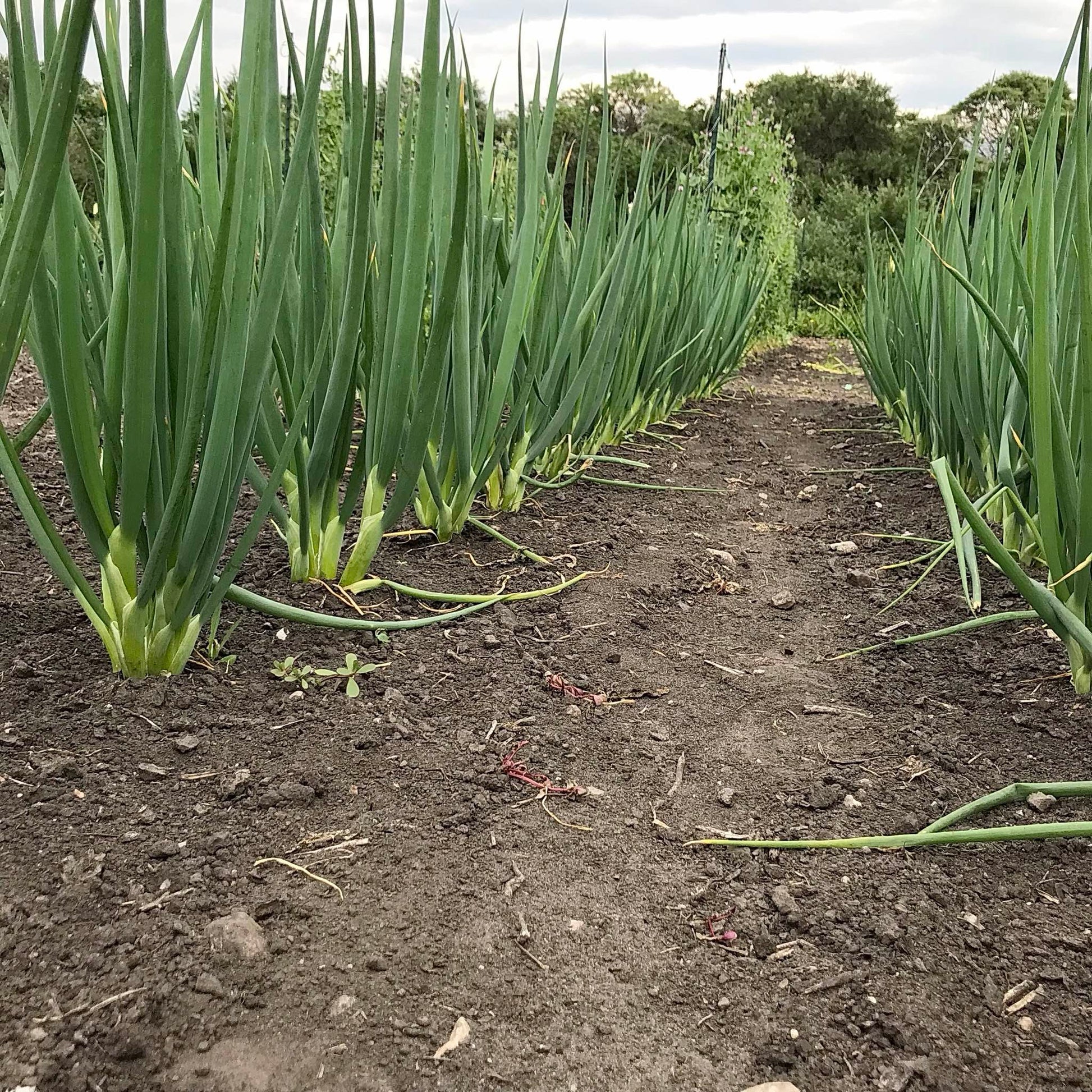 Ground level view of two rows of scallion plants.