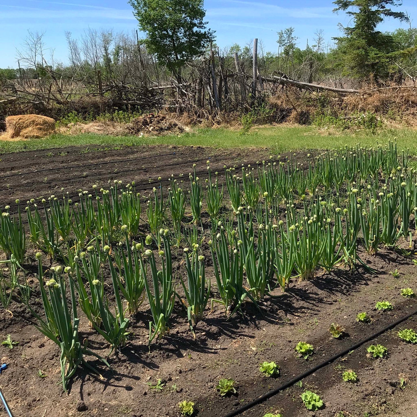 Rows of scallions in the springtime with flowers about to open.
