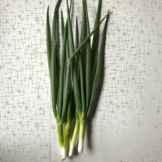 Large scallions arranged in a bunch on a table.