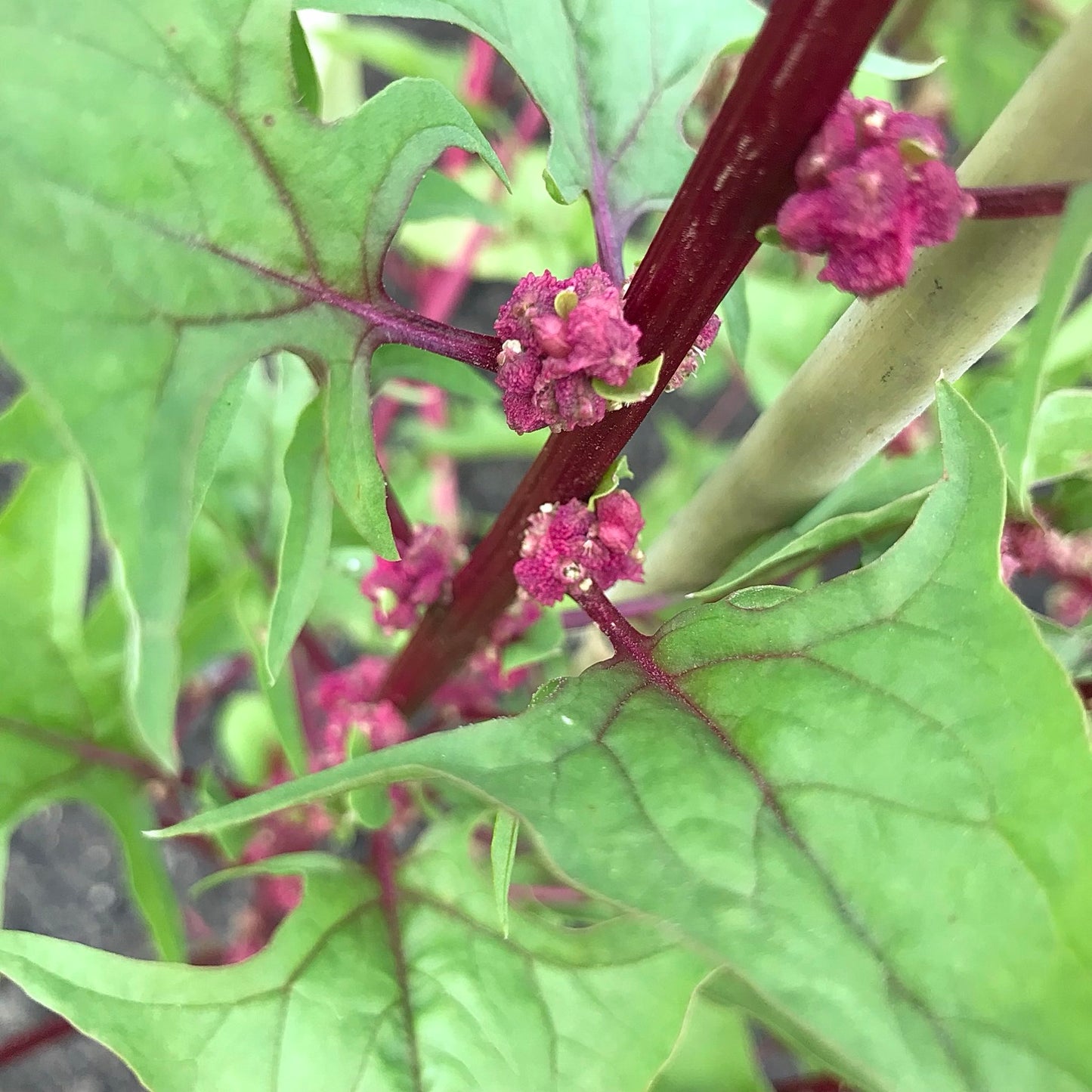 Magenta seeds on the red stem of a spinach plant.