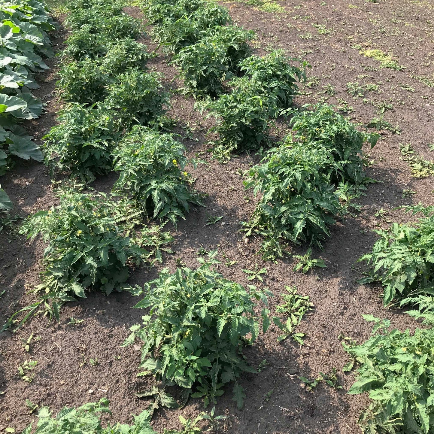 Four staggered rows of dwarf tomato plants.