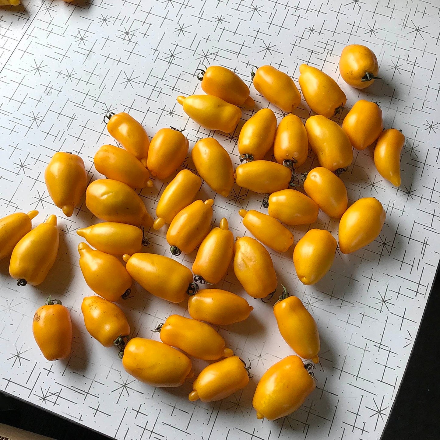 Dozens of yellow roma tomatoes on a table.