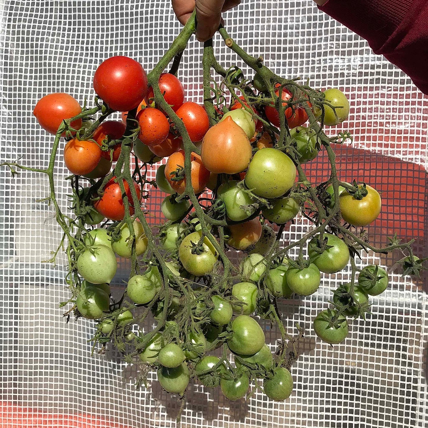 Massive hypertress of small round tomatoes with varying ripeness.