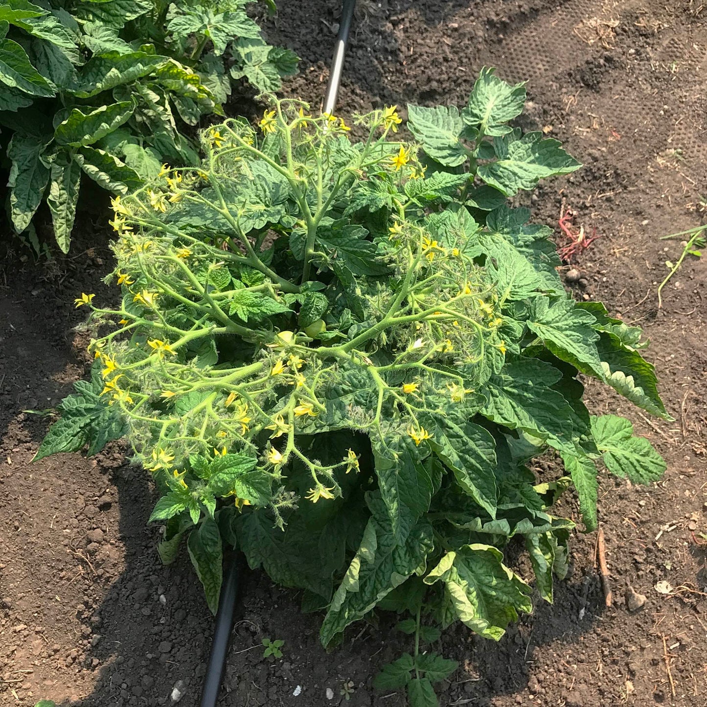 Dwarf tomato plant with centiflor hyper-tresses.