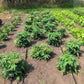 Four staggered rows of dwarf tomato plants.