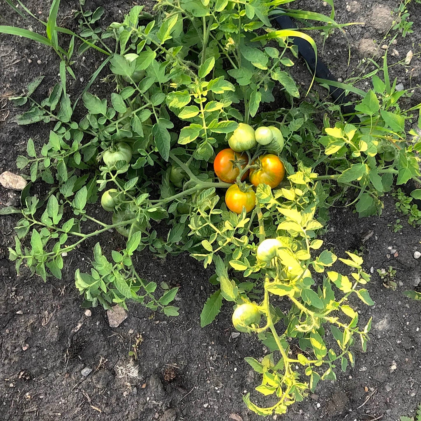 Tomato plant with fruit almost ripe.