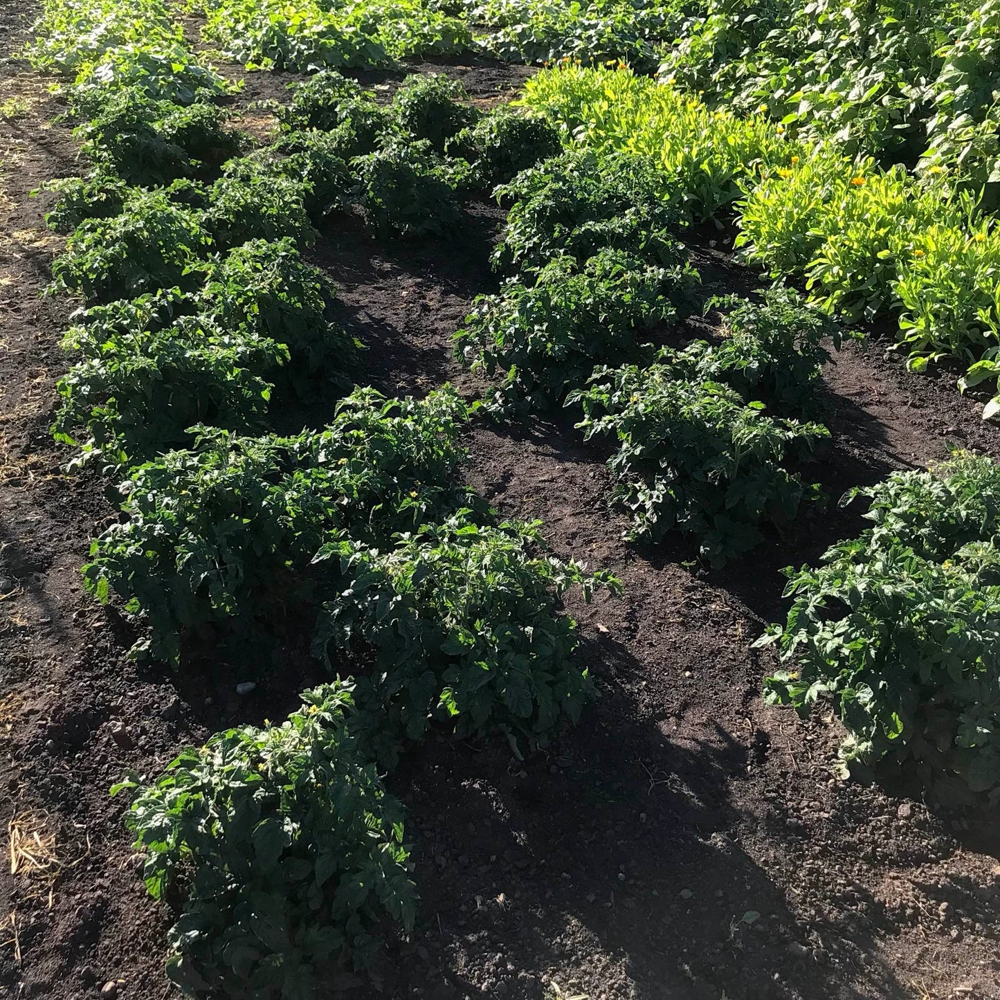 Dwarf tomato plants in the field.