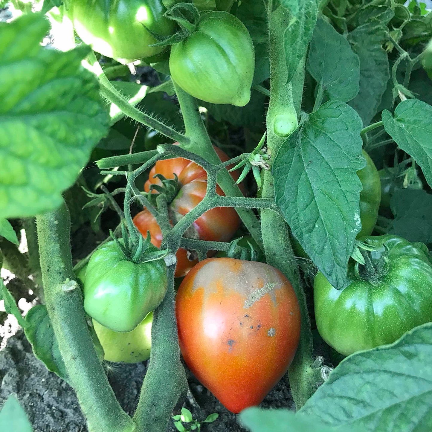 Heart shaped tomatoes nestled in the foliage of a tomato plant.