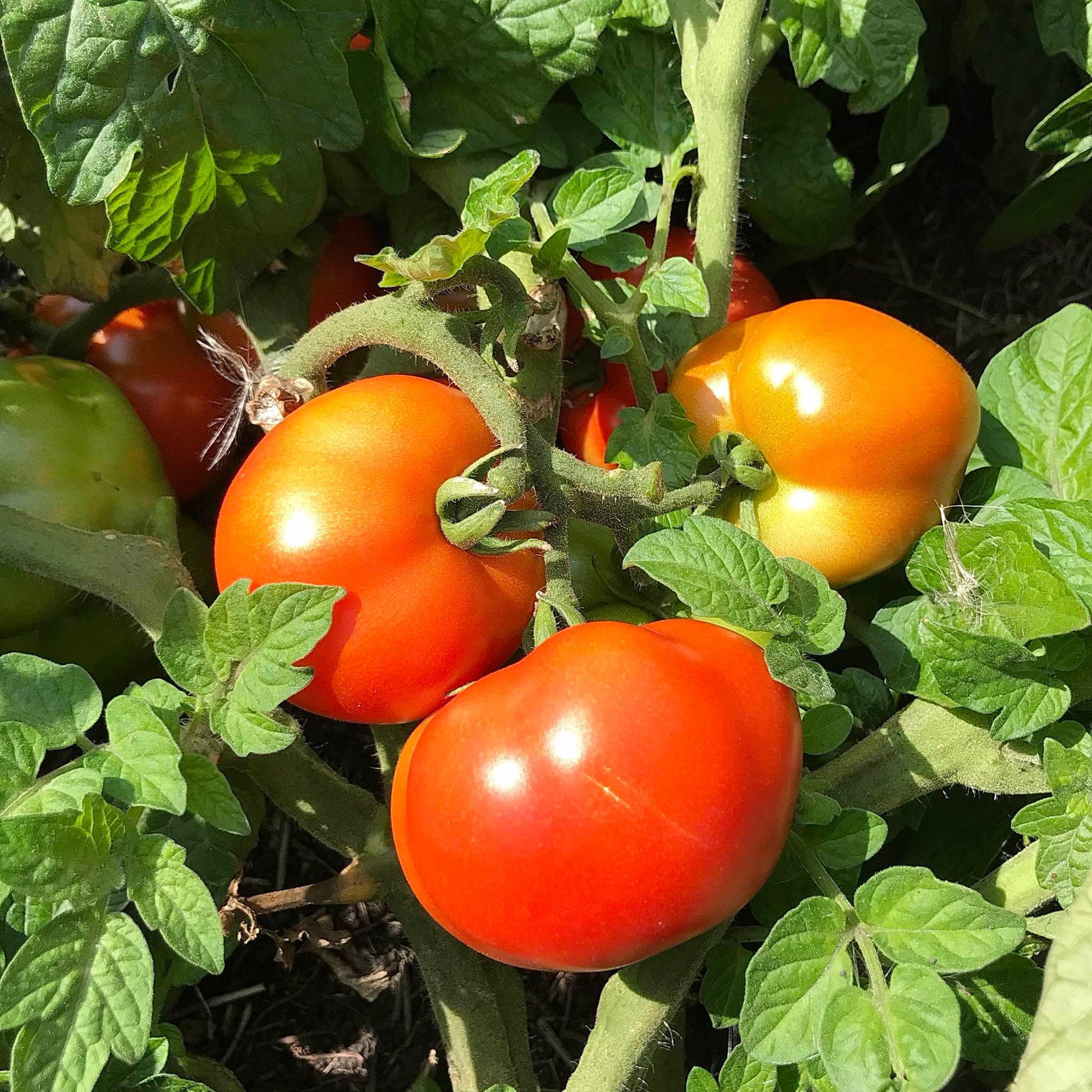 Closeup view of red tomatoes on a plant.