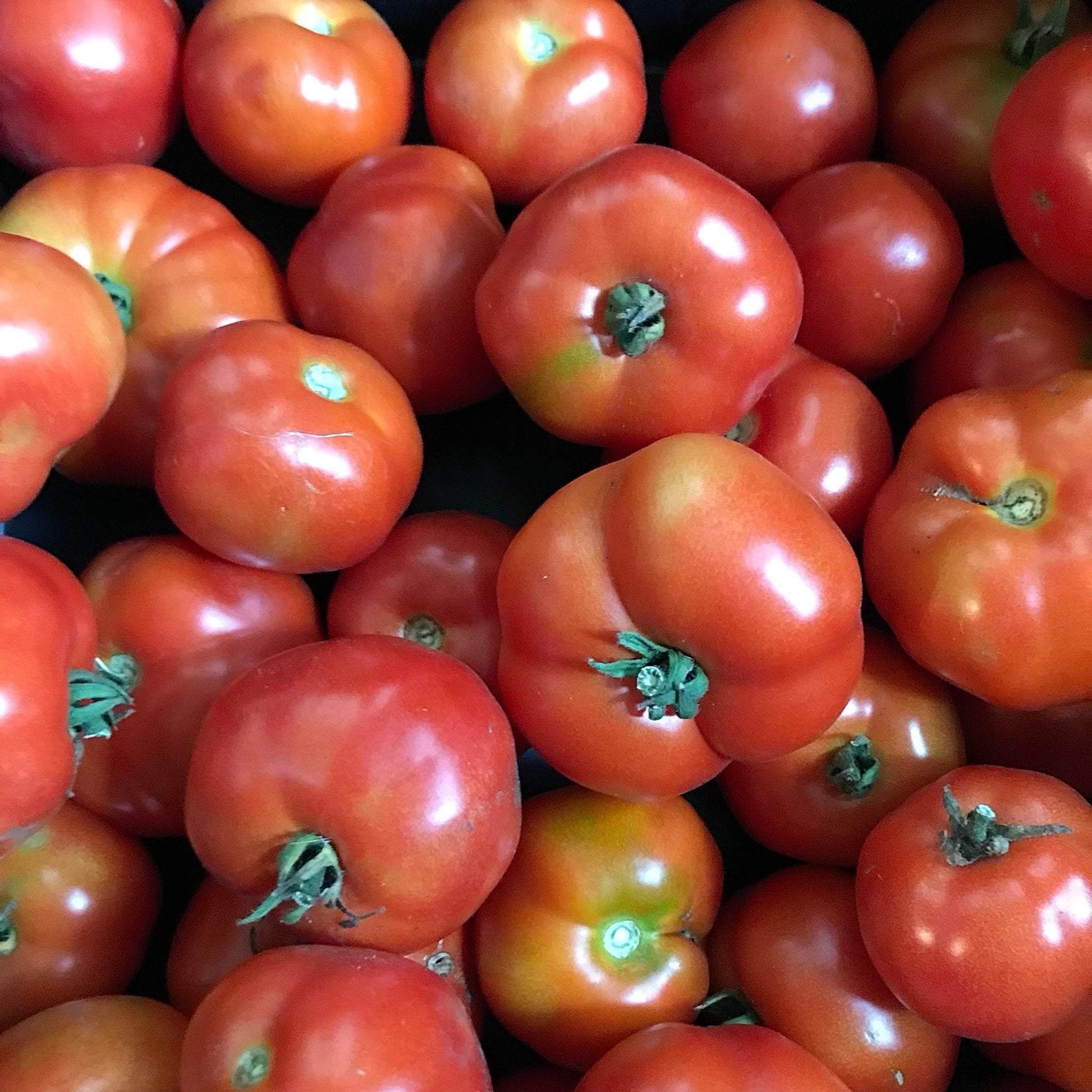 Many glossy round red tomatoes.