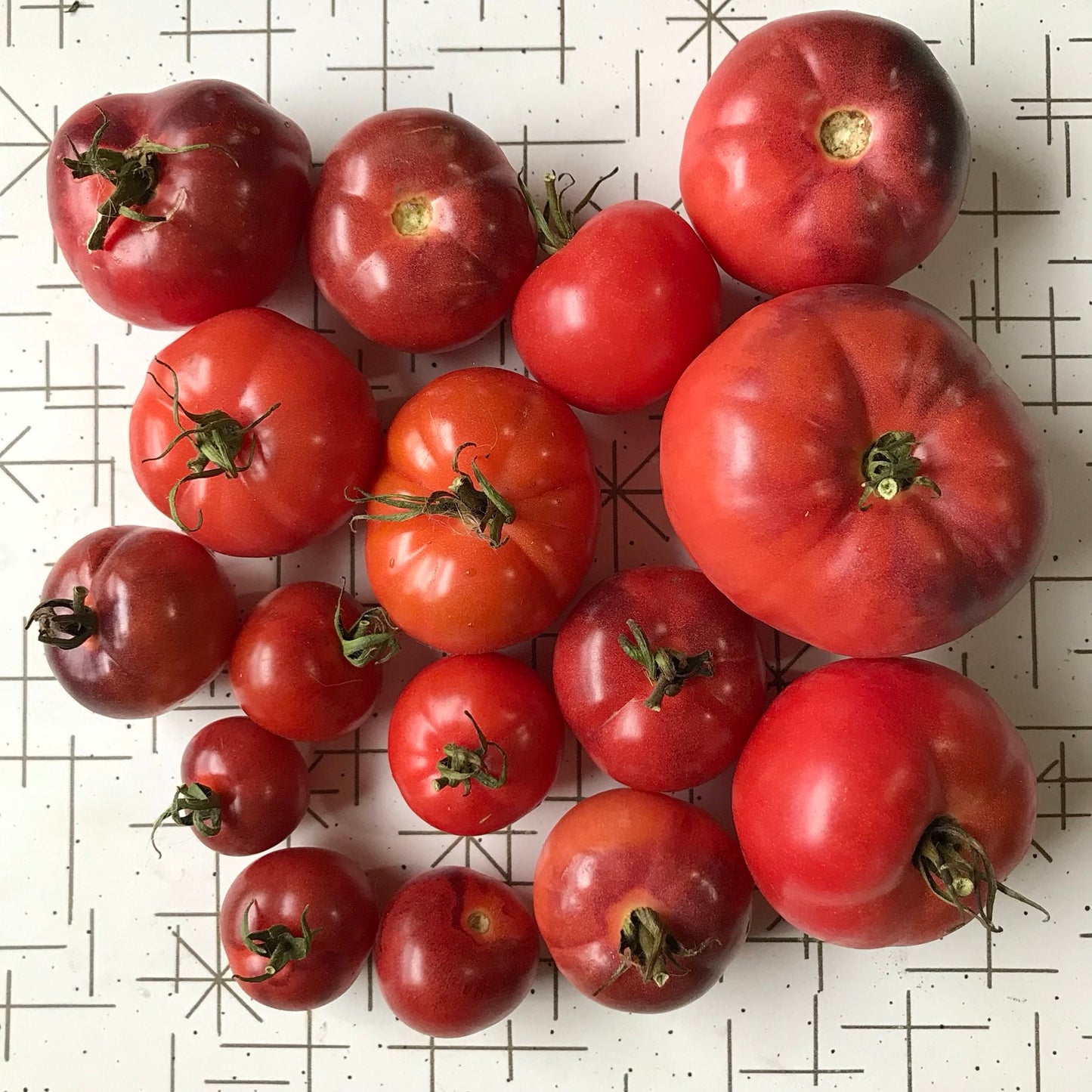 Small and large shiny red tomatoes with light anthocyanin shoulders.