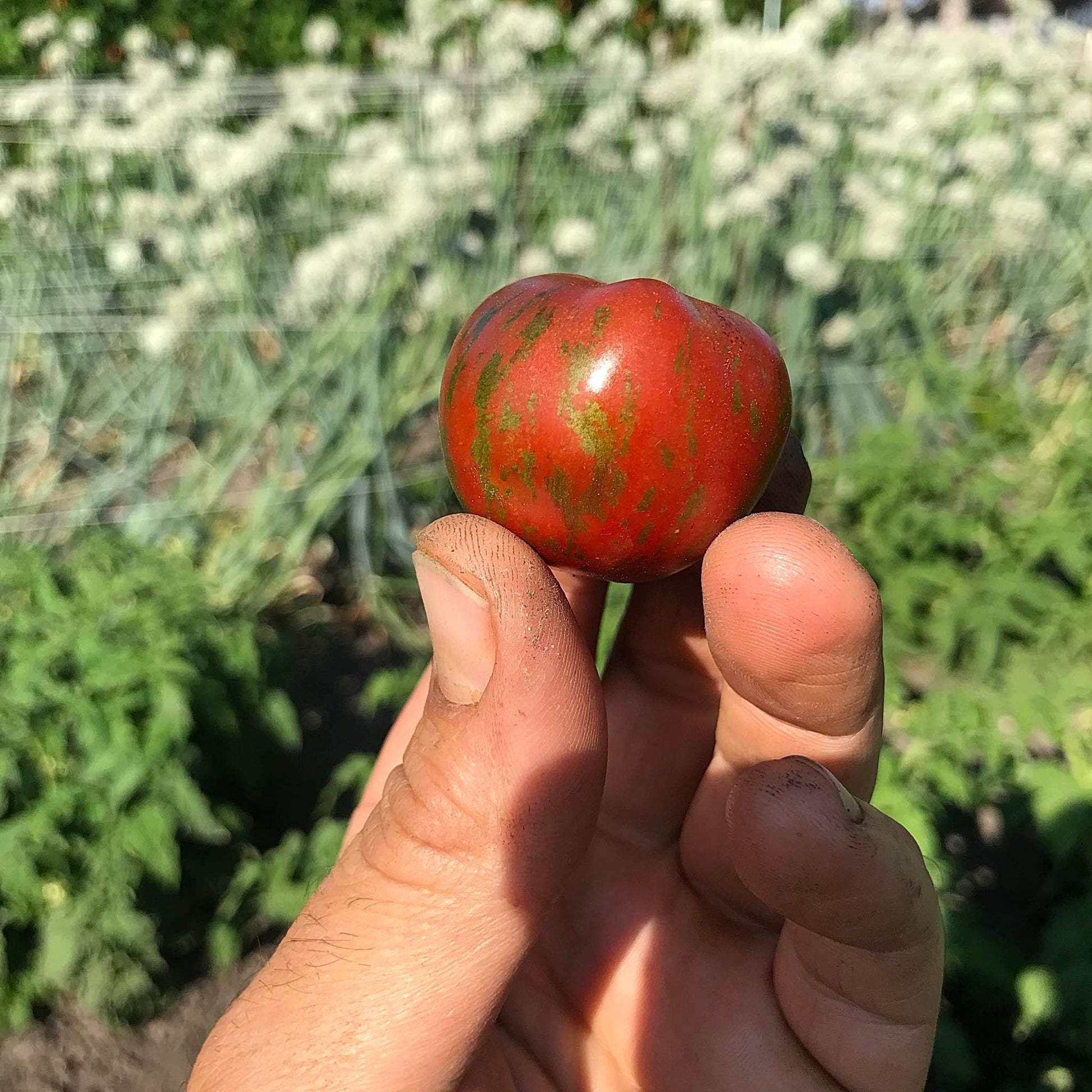 Small red tomato with metallic green stripes held up in front of an onion seed crop.