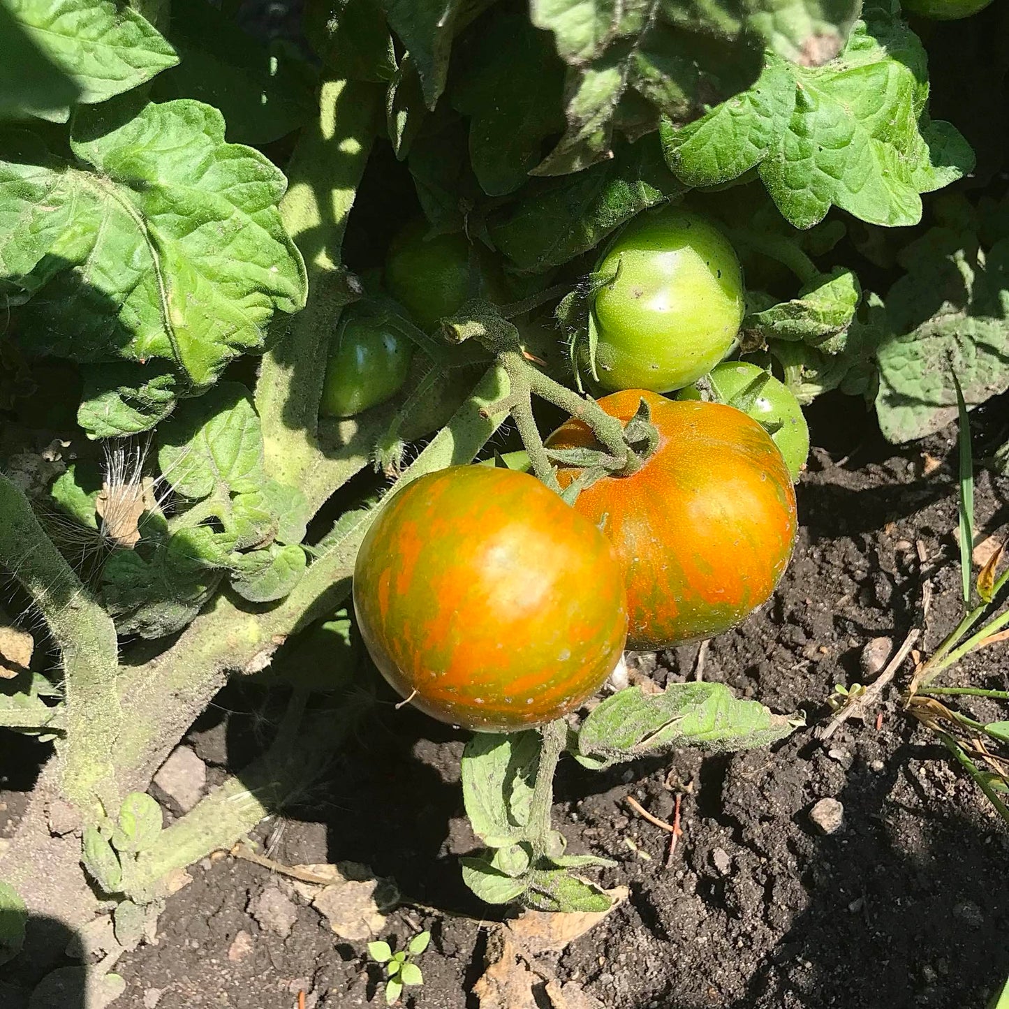 Two sarandipity tomatoes halfway to ripeness.
