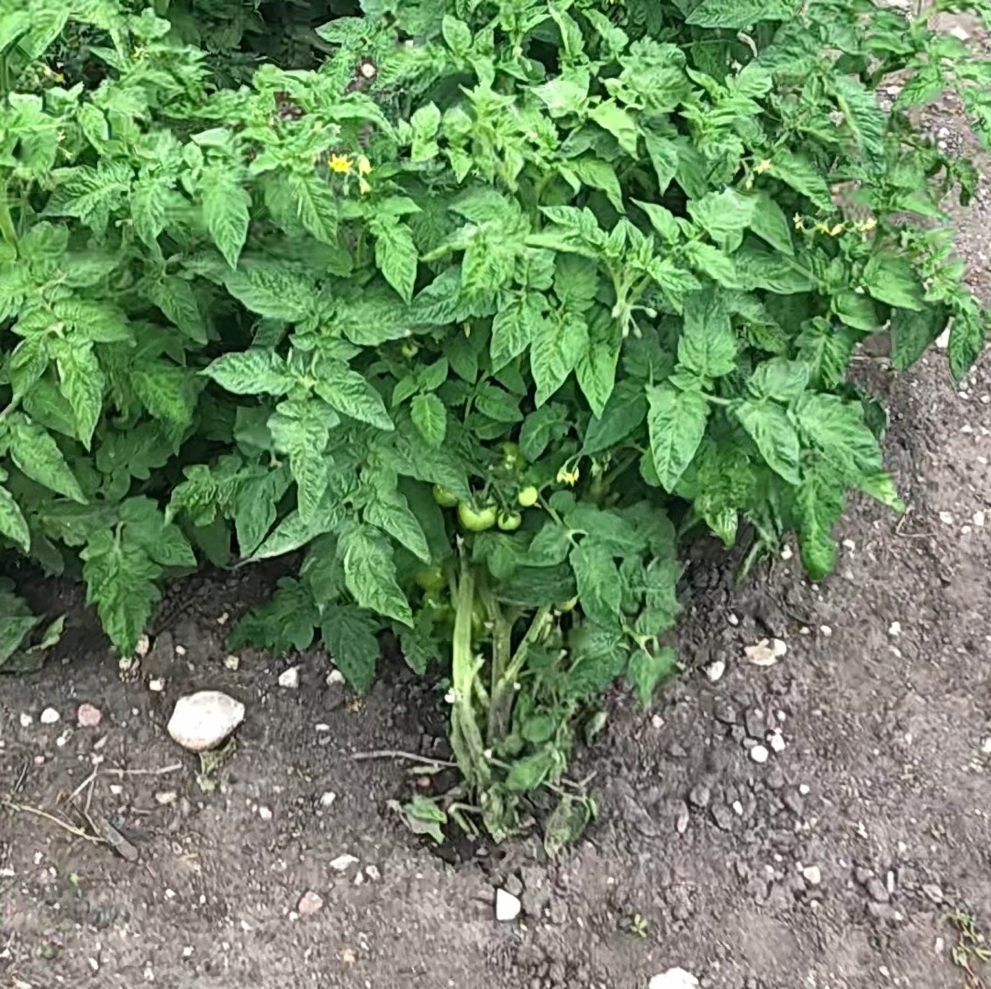 Sturdy looking dwarf tomato plant with a few green tomatoes.