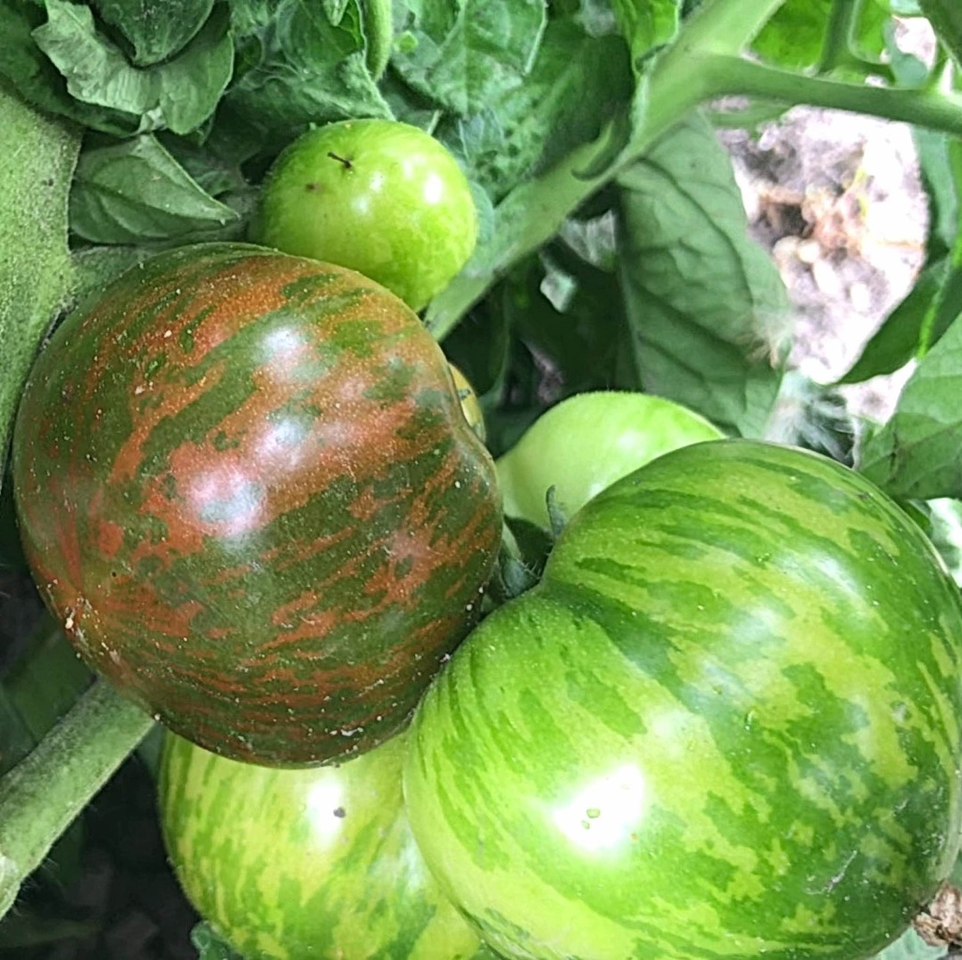 A ripe sarandipity tomato next to an unripe one.