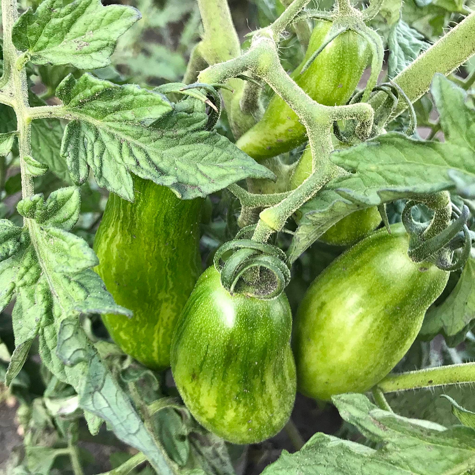 Half-ripe green roma tomatoes on a dwarf tomato plant.