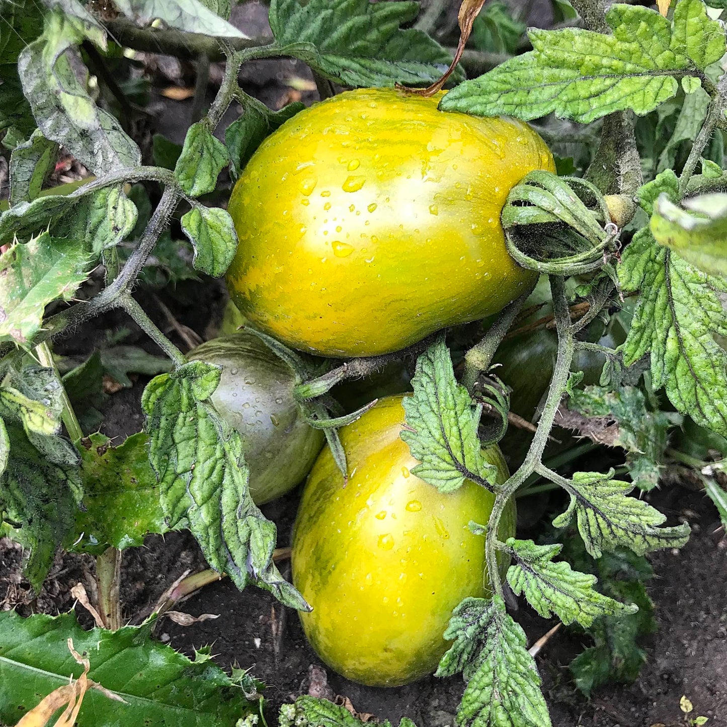 Two ripe green roma tomatoes in the garden.