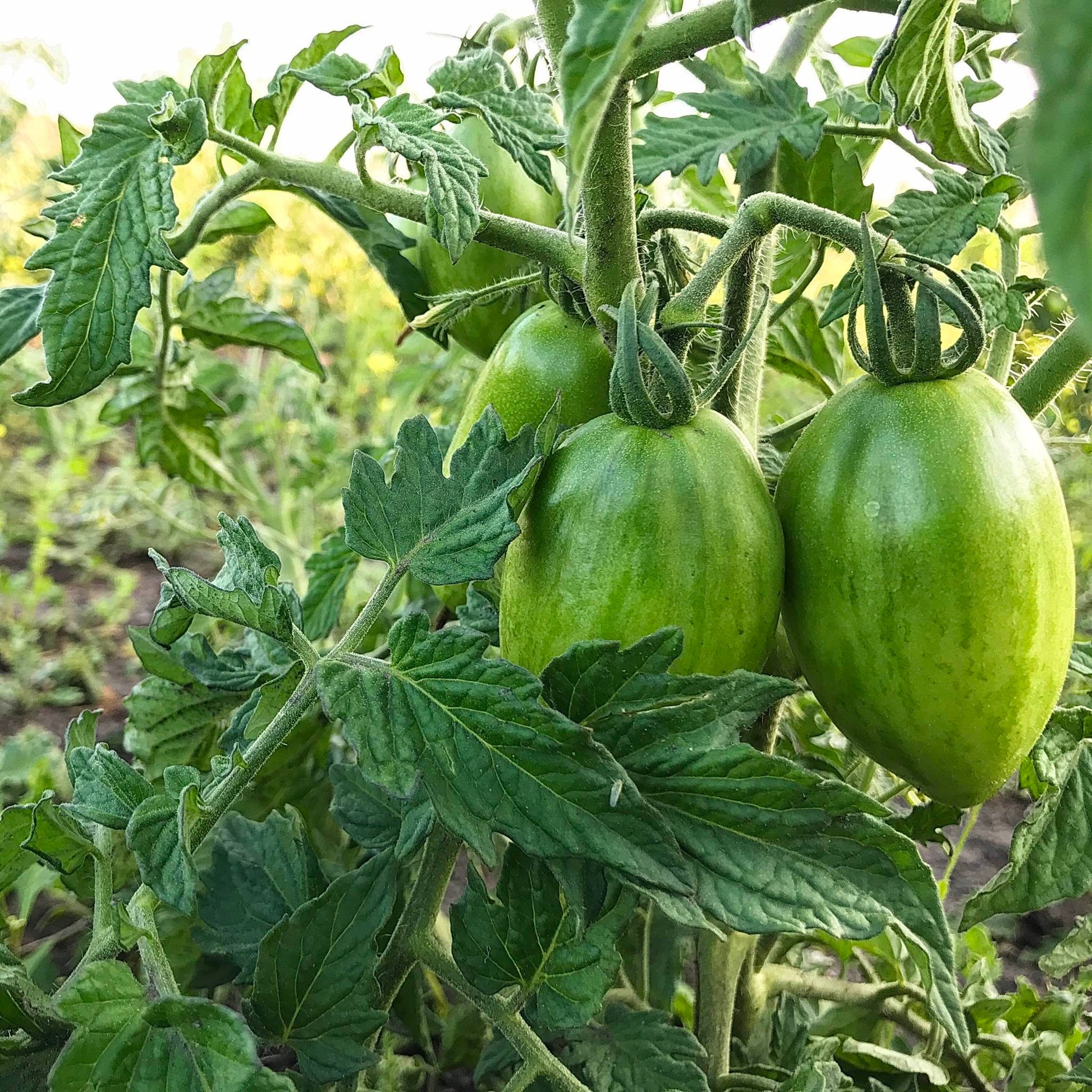 Unripe green skinned roma tomatoes on a dwarf tomato plant.