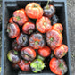 Box filled to the brim with striking red and orange striped tomatoes with antho shoulders.