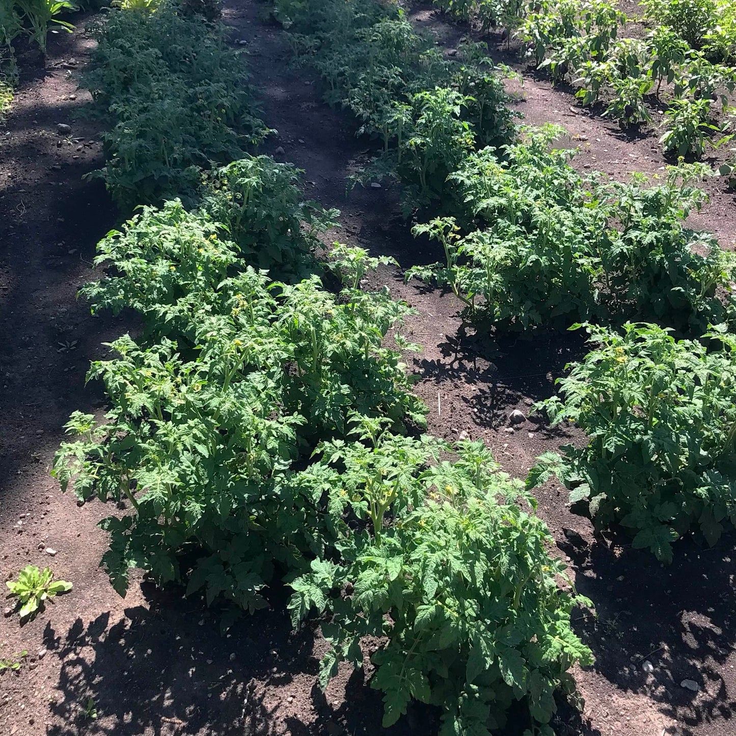 Dwarf beefsteak tomato plants.