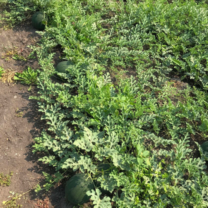 The watermelon patch.