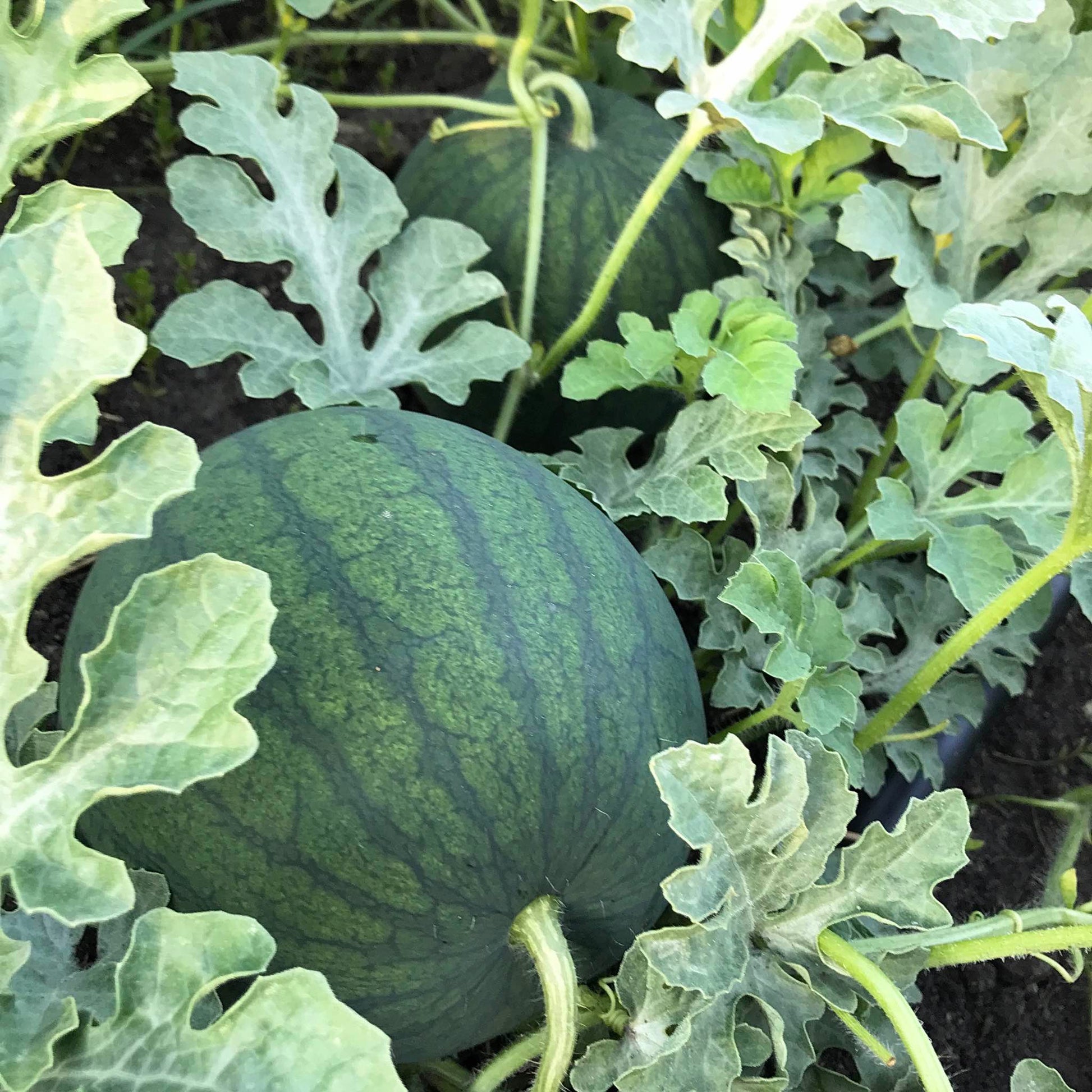 Watermelon plant with two nice looking melons tucked in among the leaves.