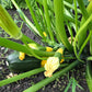 Zucchini plant with yellow and green bicolour fruits.