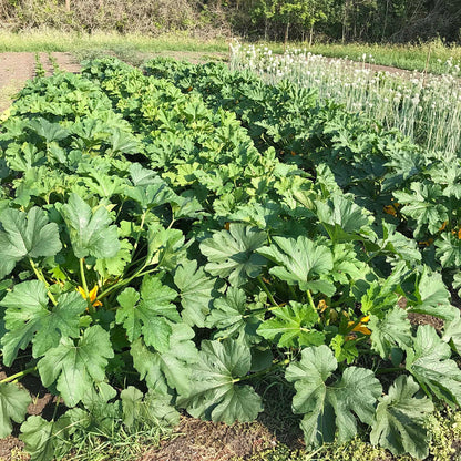 Three long beds of zucchini plants.