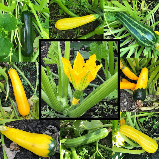Collage of eight different zucchinis with a zucchini flower in the middle.